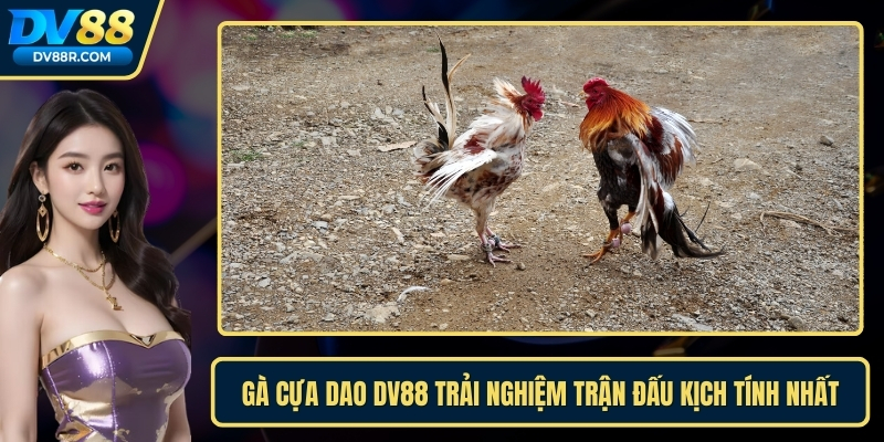 Gà cựa dao dv88