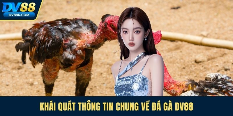 Khái quát thông tin chung về đá gà Dv88